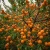morela-early-orange3-floravi.pl