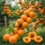 morela-harcot1-floravi.pl
