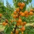 morela-harcot2-floravi.pl