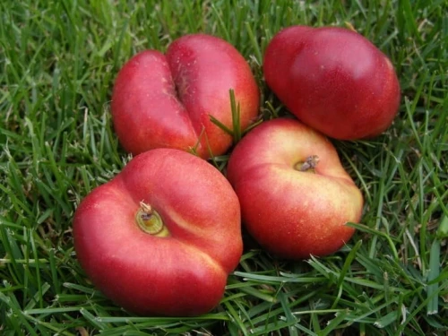 nektaryna-flateryna2-floravi.pl