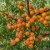 morela-somo2-floravi.pl