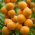 morela-goldrich1-floravi.pl