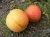 morela-goldrich2-floravi.pl
