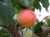morela-goldrich3-floravi.pl