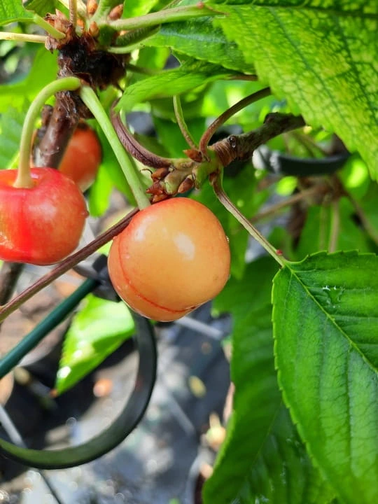 czeresnia-buttnera-czerwona3-floravi.pl