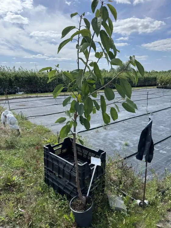 czeresnia--drzewko-floravi.pl