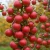 jablon-lobo1-floravi.pl