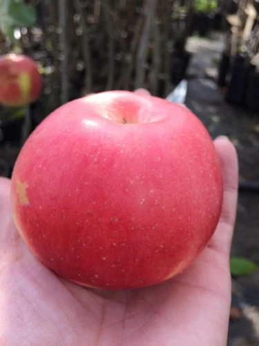 jablon-lobo2-floravi.pl