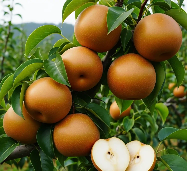 grusza-azjatycka-jablonio-grusza-chojuro1-floravi.pl