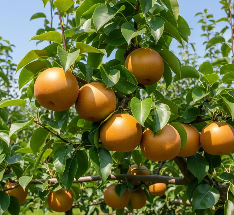 grusza-azjatycka-jablonio-grusza-chojuro2-floravi.pl