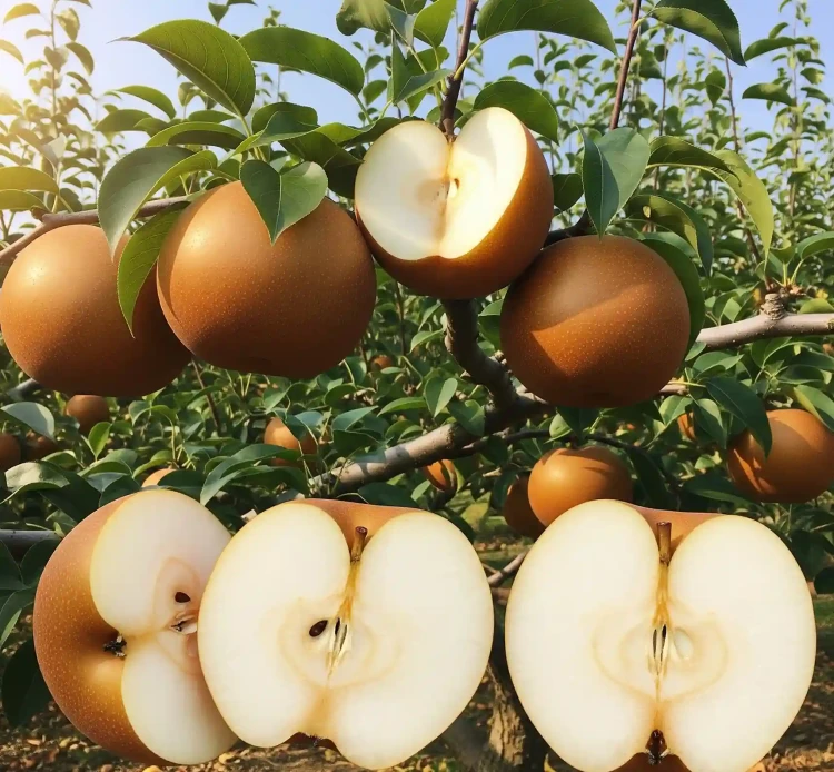 grusza-azjatycka-jablonio-grusza-chojuro3-floravi.pl