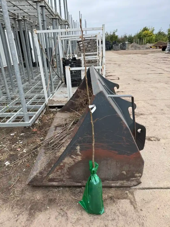 grusza-azjatycka-drzewko-balot-floravi.pl