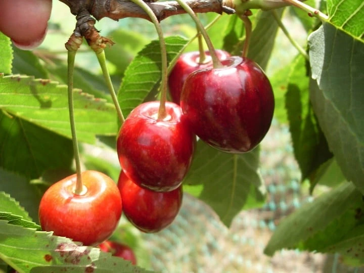 czeresnia-staccato3-floravi.pl