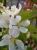 jablon-kwiat-floravi.pl
