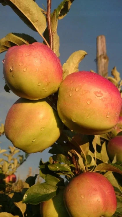 jablon-ananas-berzenicki2-floravi.pl