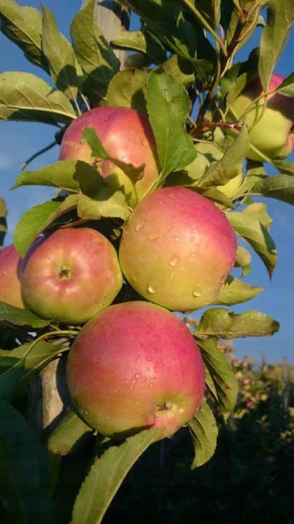 jablon-ananas-berzenicki3-floravi.pl