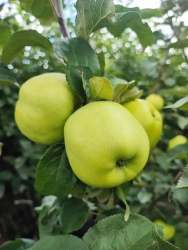 jablon-antonowka-smietankowa1-floravi.pl
