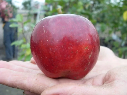 jablon-starking2-floravi.pl