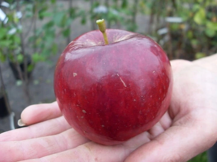 jablon-starking3-floravi.pl