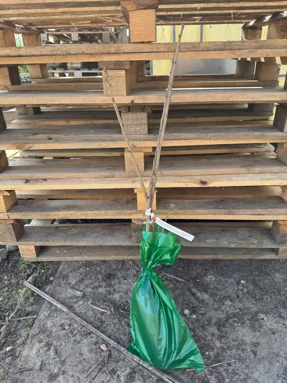 porzeczka-krzew-balot-floravi.pl