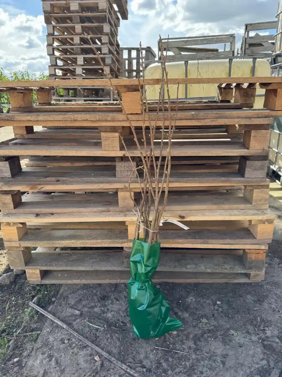 porzeczka-krzew-balot-floravi.pl