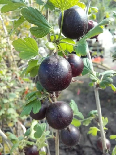 agrest-bezkolcowy-captivator2-floravi.pl