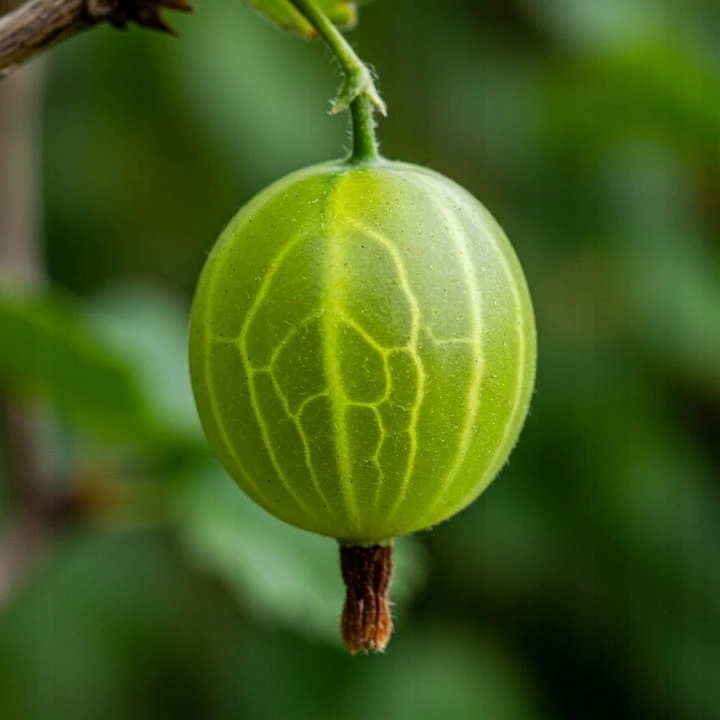 agrest-invicta3-floravi.pl