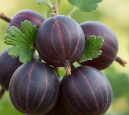 agrest-czerwony-bezkolcowy-siewiernyj-kapitan1-floravi.pl