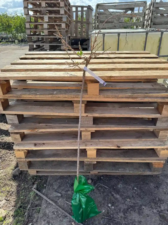 agrest-drzewko-floravi.pl