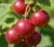 agrest-czerwony-kamieniar2-floravi.pl