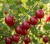 agrest-czerwony-kamieniar1-floravi.pl
