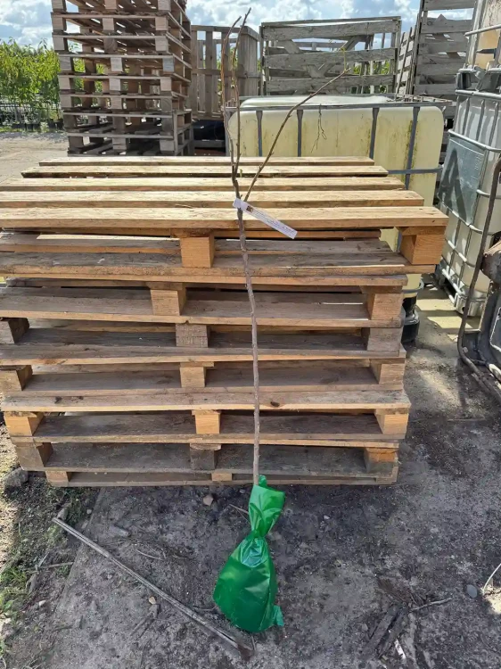 porzeczkoagrest-drzewko-balot-floravi.pl