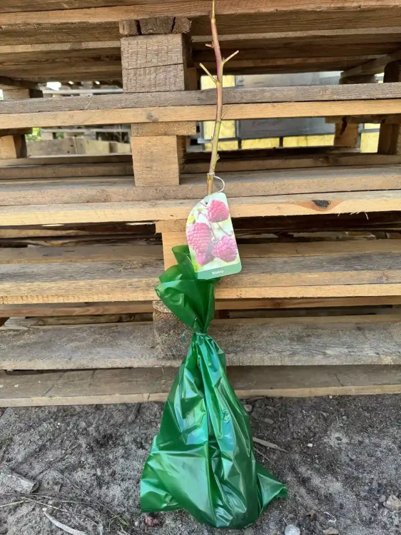 malina-powtarzajaca-owocowanie-krzew-balot-floravi.pl