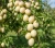 sliwa-wegierka-biala1-floravi.pl