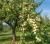 sliwa-wegierka-biala2-floravi.pl