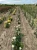 roza-wielkokwiatowa-snieznobiala3-floravi.pl