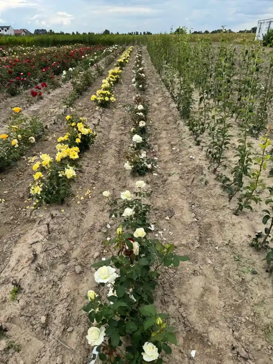 roza-wielkokwiatowa-snieznobiala3-floravi.pl