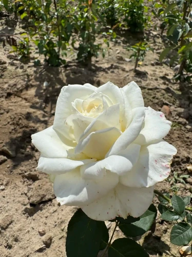roza-wielkokwiatowa-snieznobiala2-floravi.pl