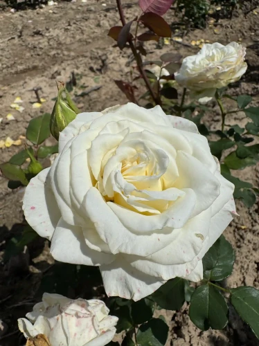roza-wielkokwiatowa-snieznobiala1-floravi.pl