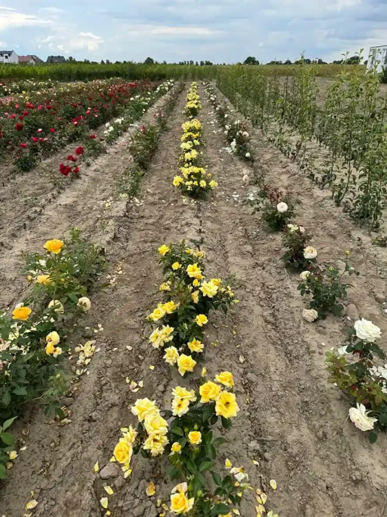 roza-wielkokwiatowa-intensywnie-zolta3-floravi.pl