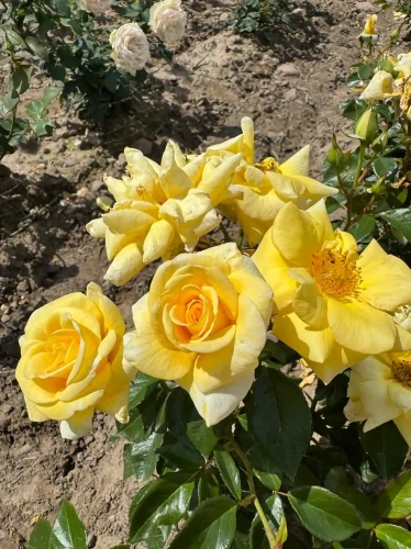 roza-wielkokwiatowa-intensywnie-zolta1-floravi.pl