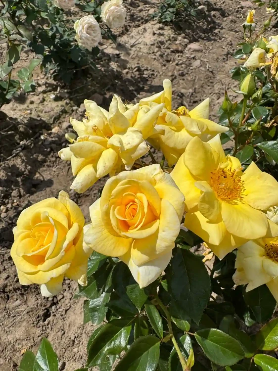 roza-wielkokwiatowa-intensywnie-zolta1-floravi.pl