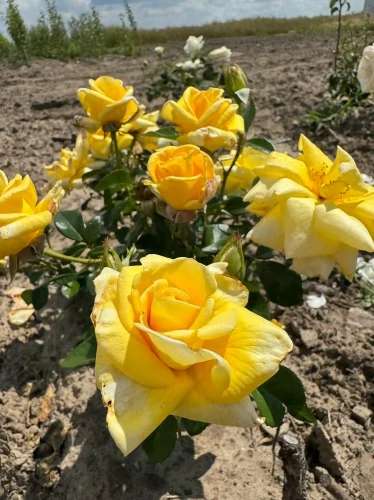 roza-wielkokwiatowa-intensywnie-zolta2-floravi.pl