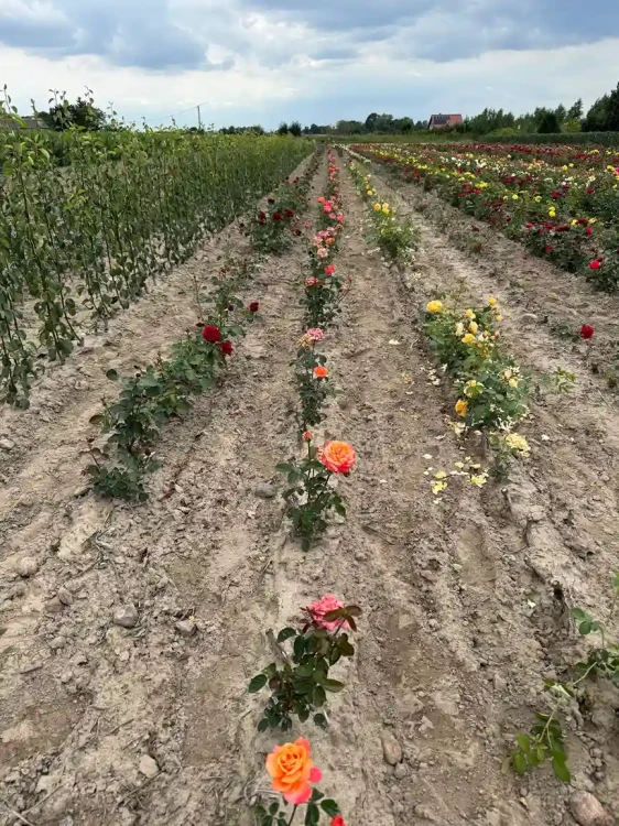 roza-wielkokwiatowa-pomaranczowo-rozowa3-floravi.pl
