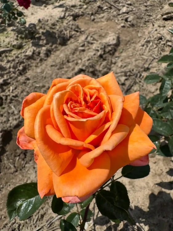 roza-wielkokwiatowa-pomaranczowo-rozowa1-floravi.pl