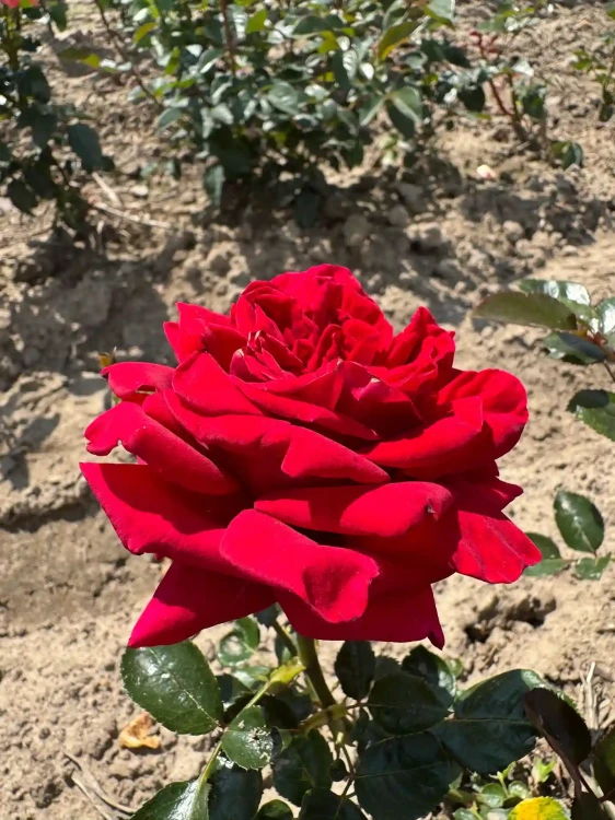 roza-wielkokwiatowa-aksamitno-ciemnoczerwona1-floravi.pl