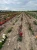 roza-wielkokwiatowa-aksamitno-ciemnoczerwona3-floravi.pl