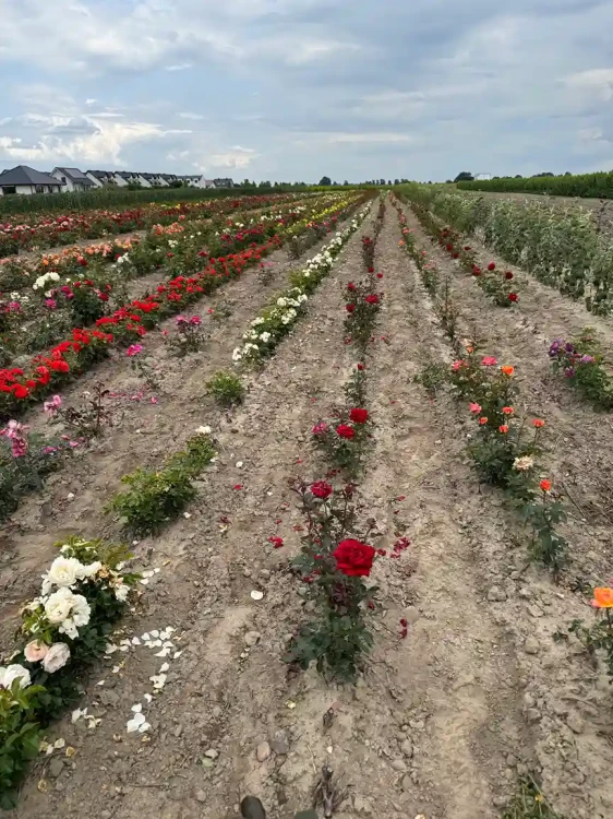 roza-wielkokwiatowa-aksamitno-ciemnoczerwona3-floravi.pl