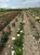 roza-wielkokwiatowa-bialo-kremowa3-floravi.pl