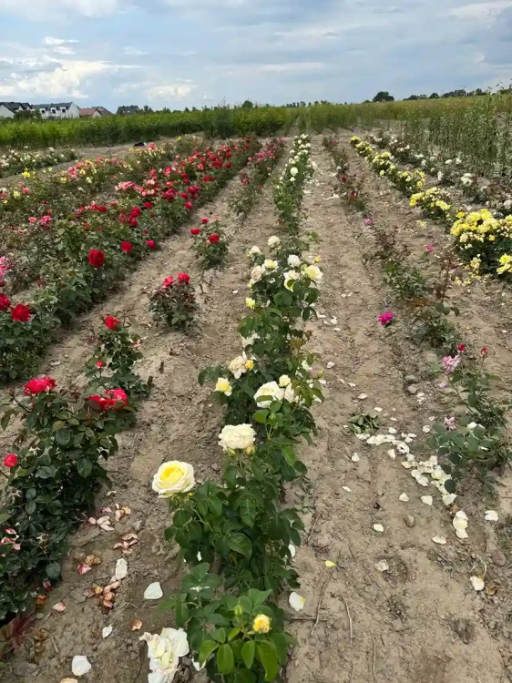 roza-wielkokwiatowa-bialo-kremowa3-floravi.pl